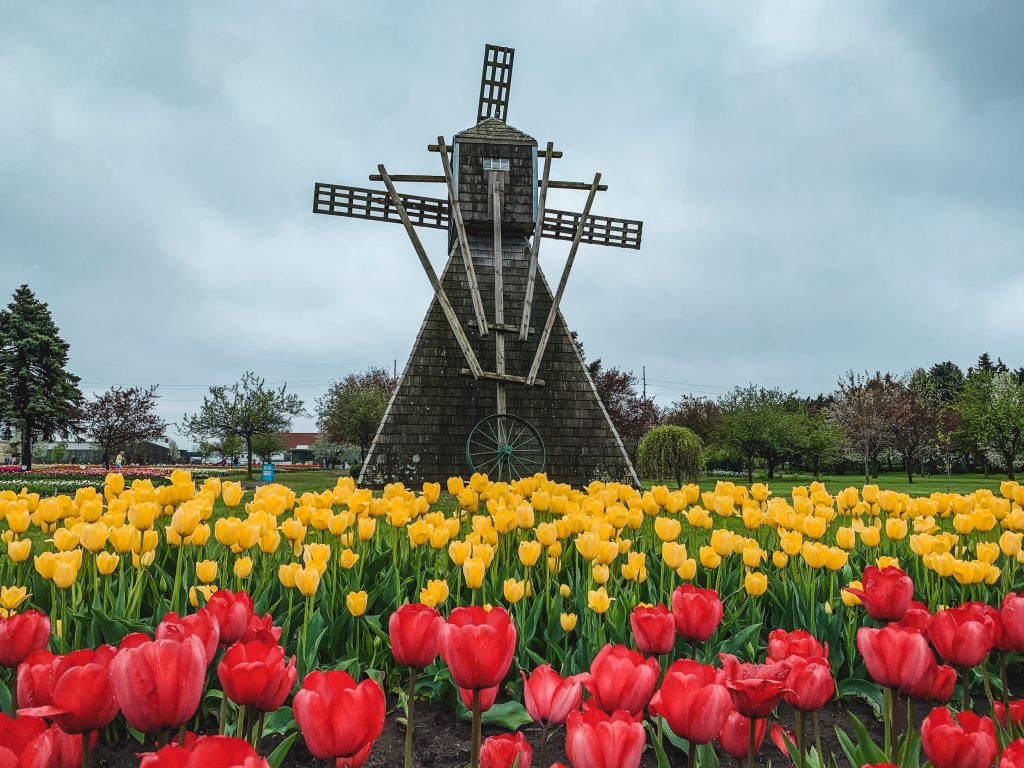 Windmill and tulips in front