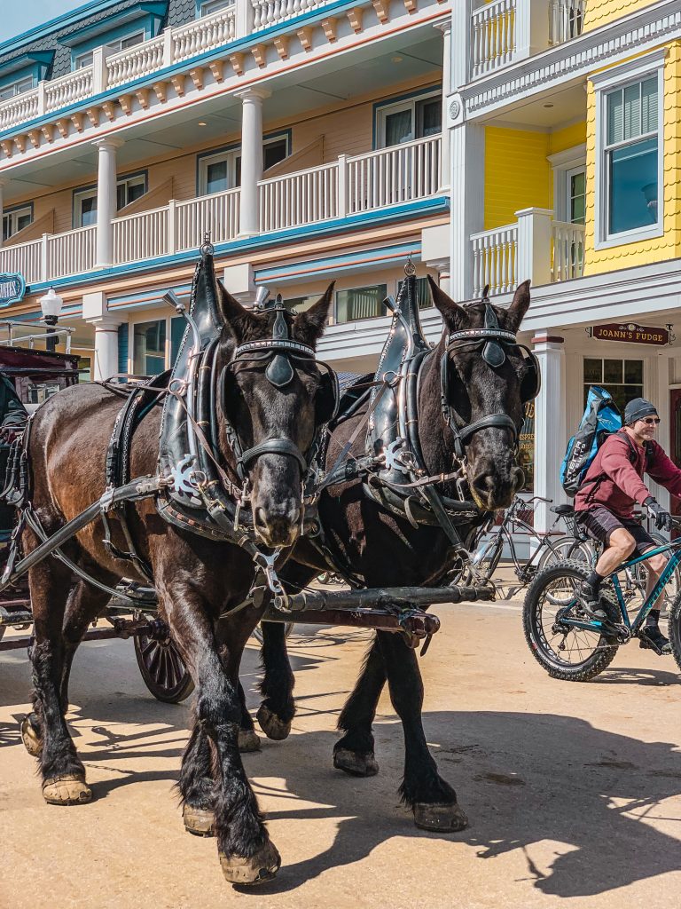 Two black horses from the Grand Hotel