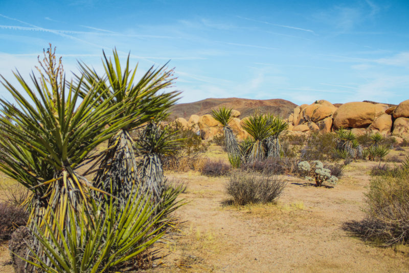 A Guide to Driving & Hiking Joshua Tree National Park - The Break of Dawns