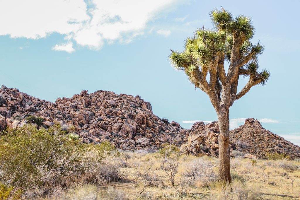 Landscape of rocks and yucca trees
