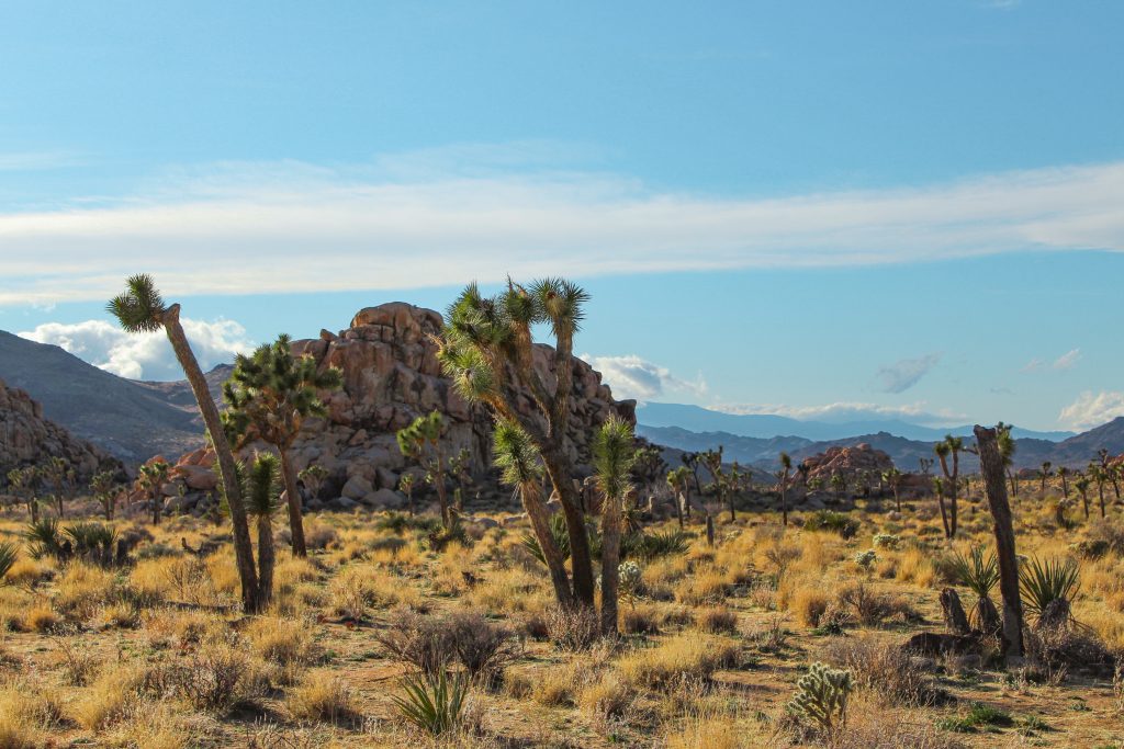 Yucca trees with the rock and mountain landscape