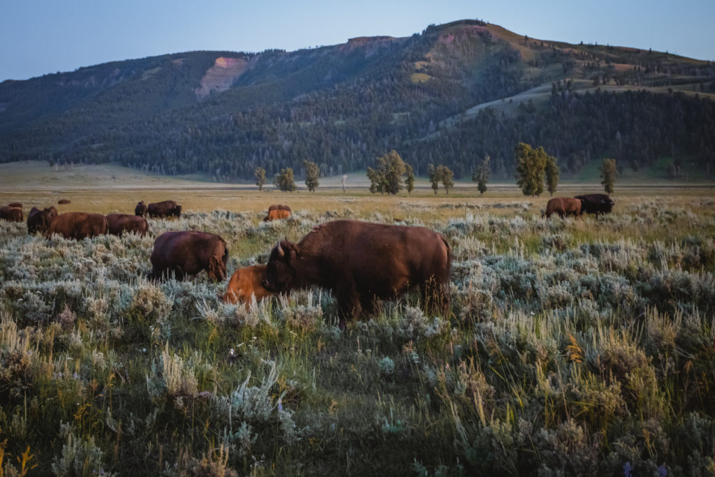Buffalo in Wyoming