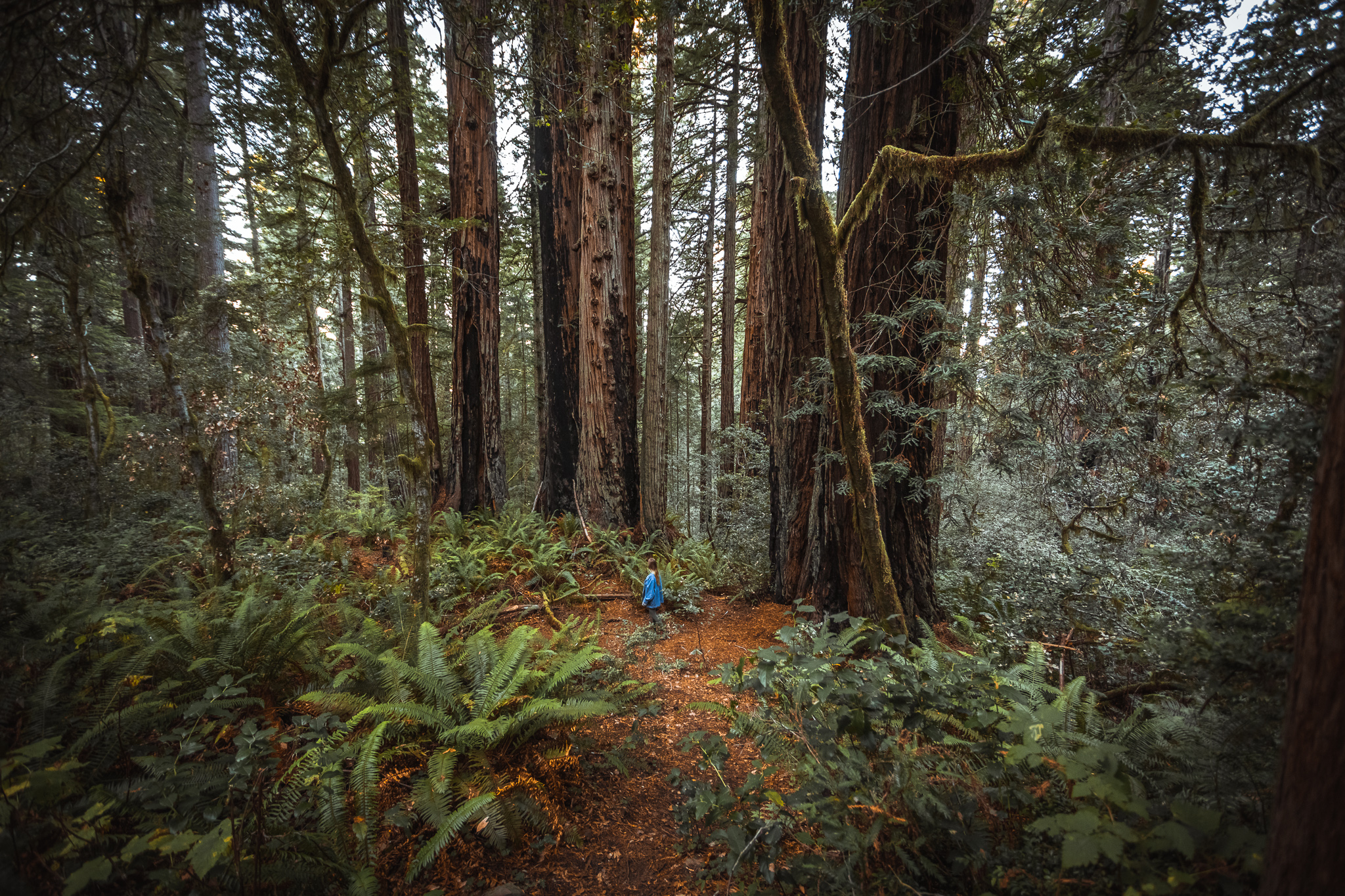 A Hazy Hike in the Lady Bird Johnson Grove of Redwoods - The Break of Dawns