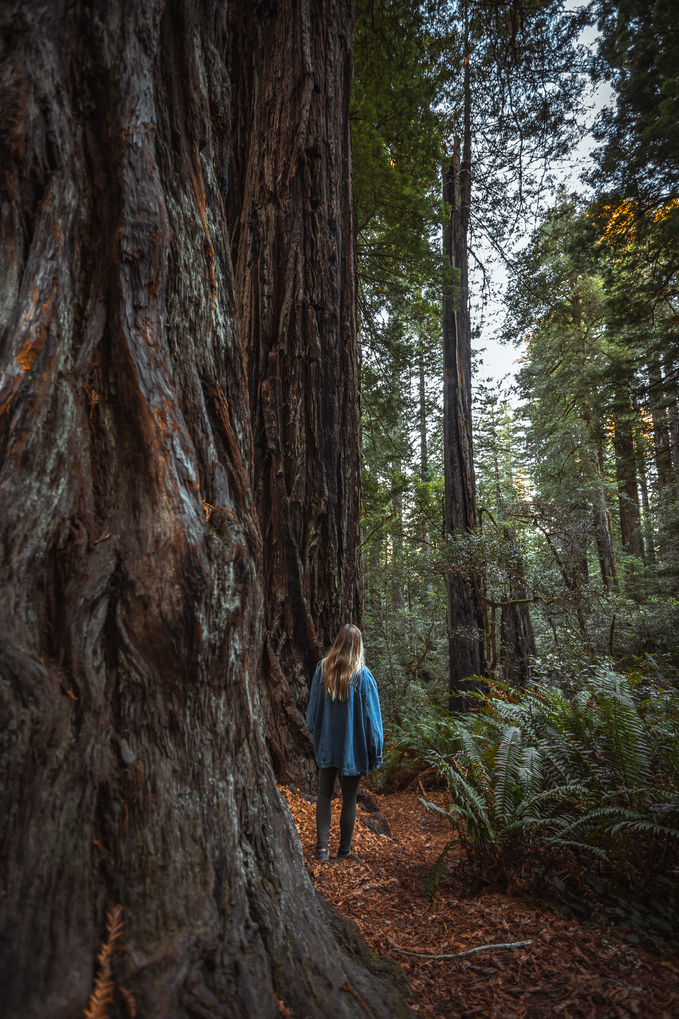 A Hazy Hike in the Lady Bird Johnson Grove of Redwoods - The Break of Dawns