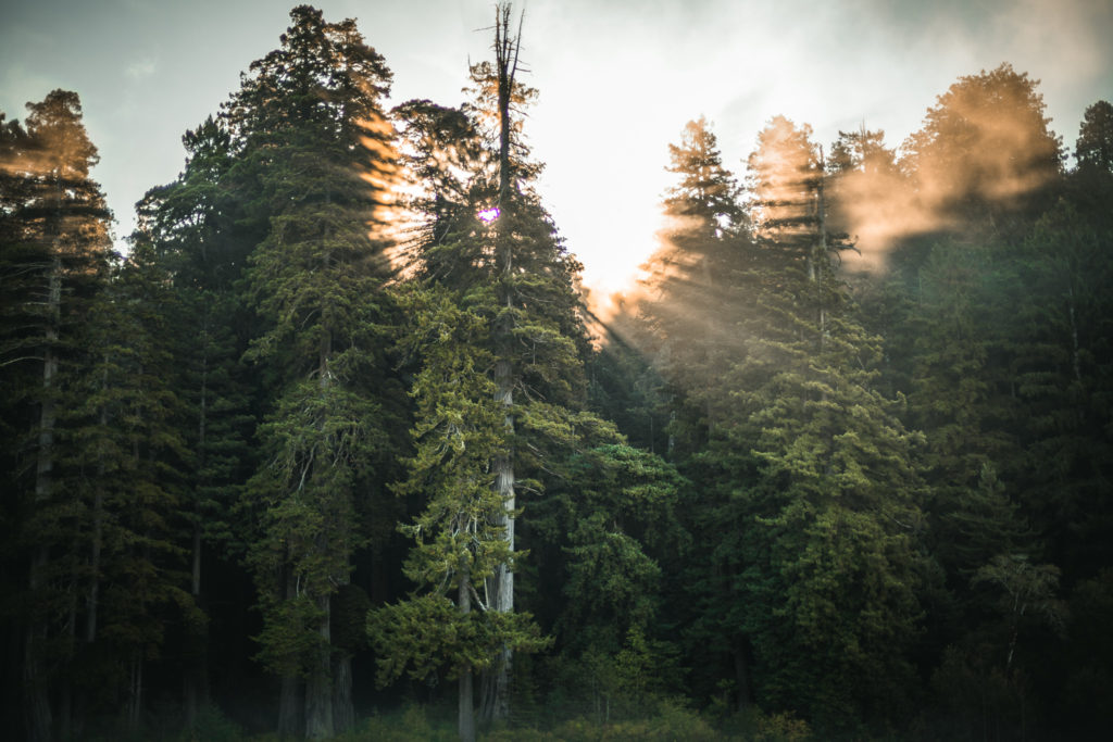 Foggy trees in Prairie Creek Redwoods State Park