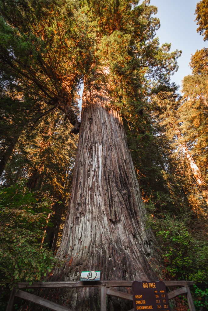Big Tree Wayside in Prairie Creek Redwoods State Park