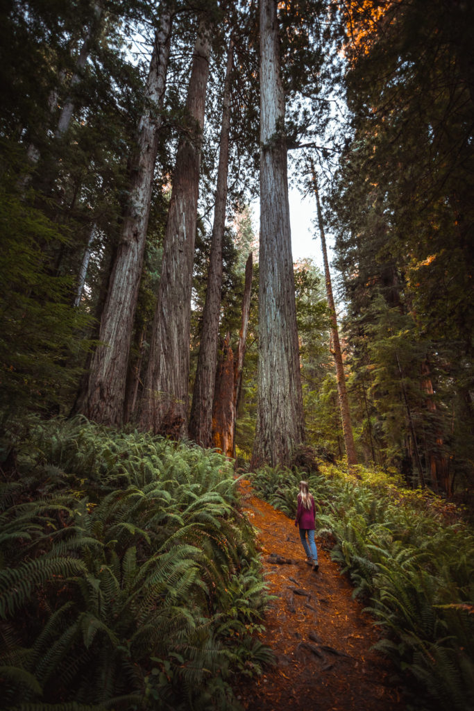 Hiking through Prairie Creek Redwoods State Park