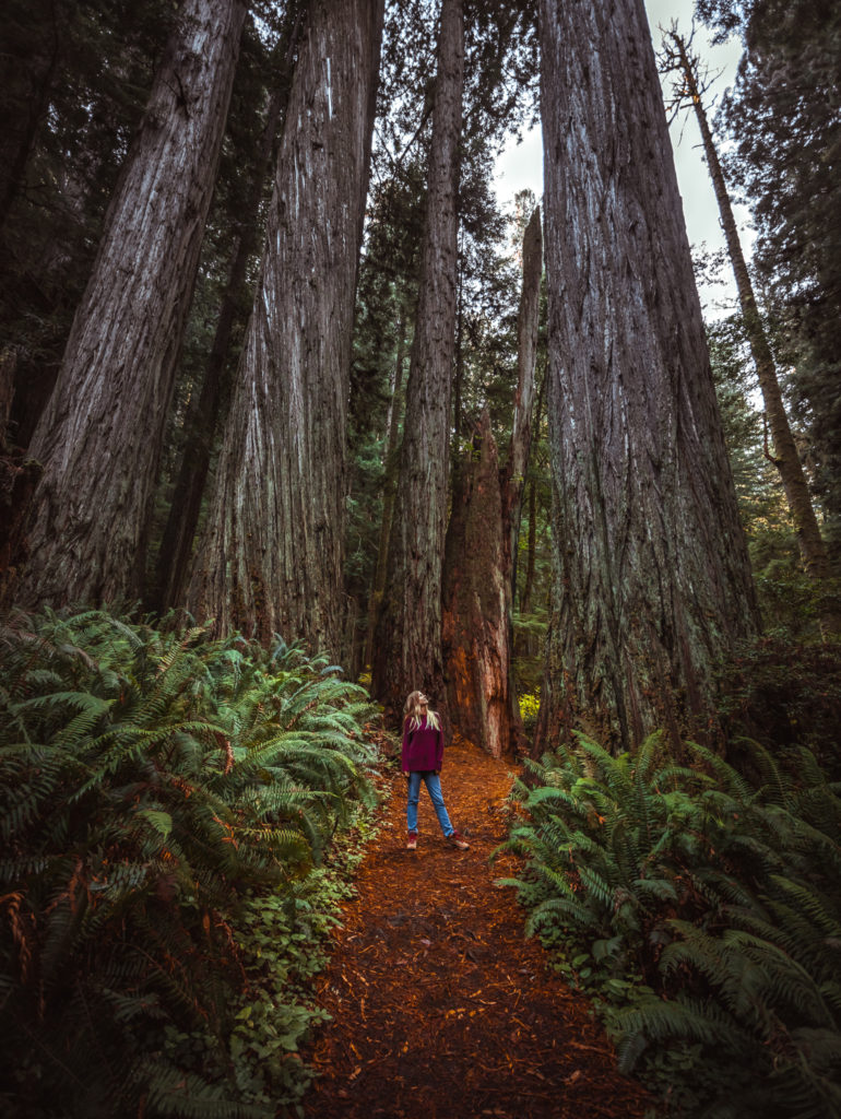 Trees in Prairie Creek Redwoods State Park