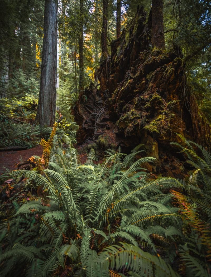 Visiting Prairie Creek Redwoods State Park In California - The Break Of ...