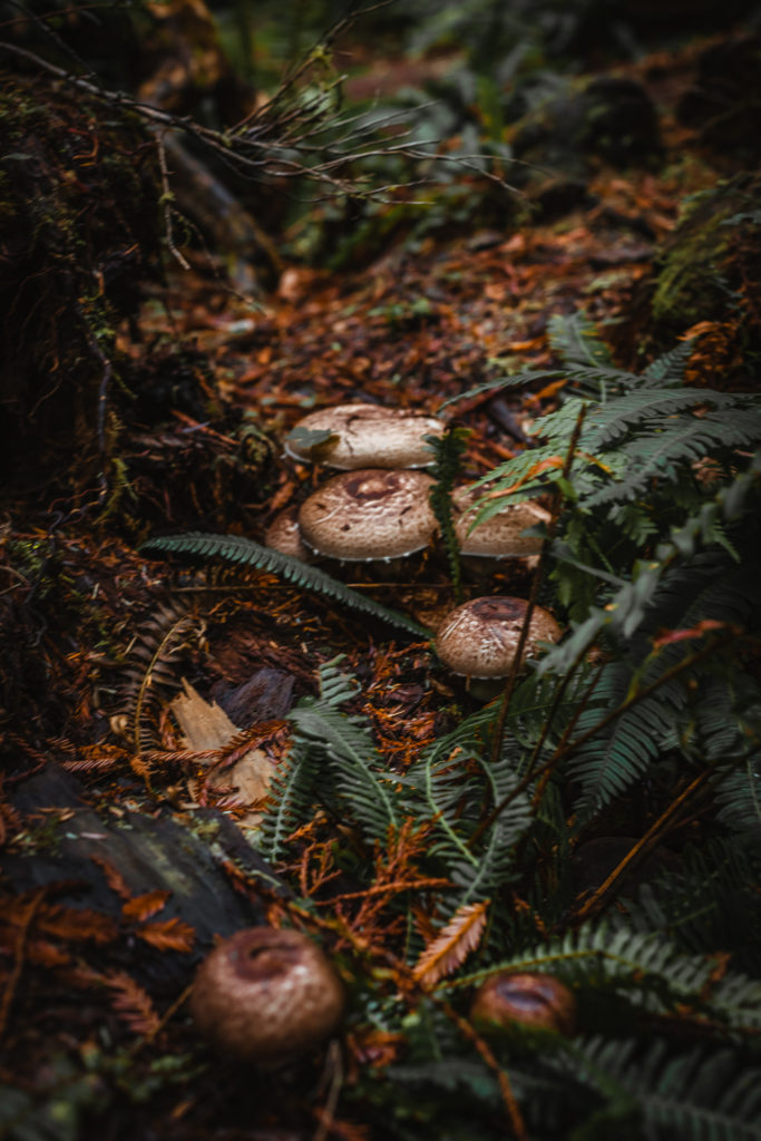 Mushrooms in the Redwoods
