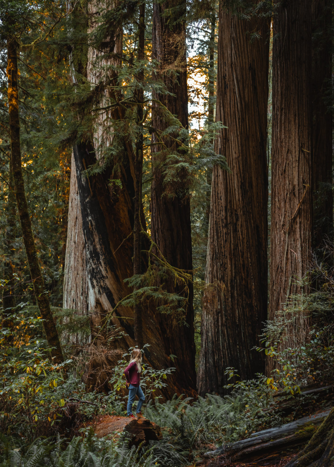 Visiting Prairie Creek Redwoods State Park in California - The Break of ...