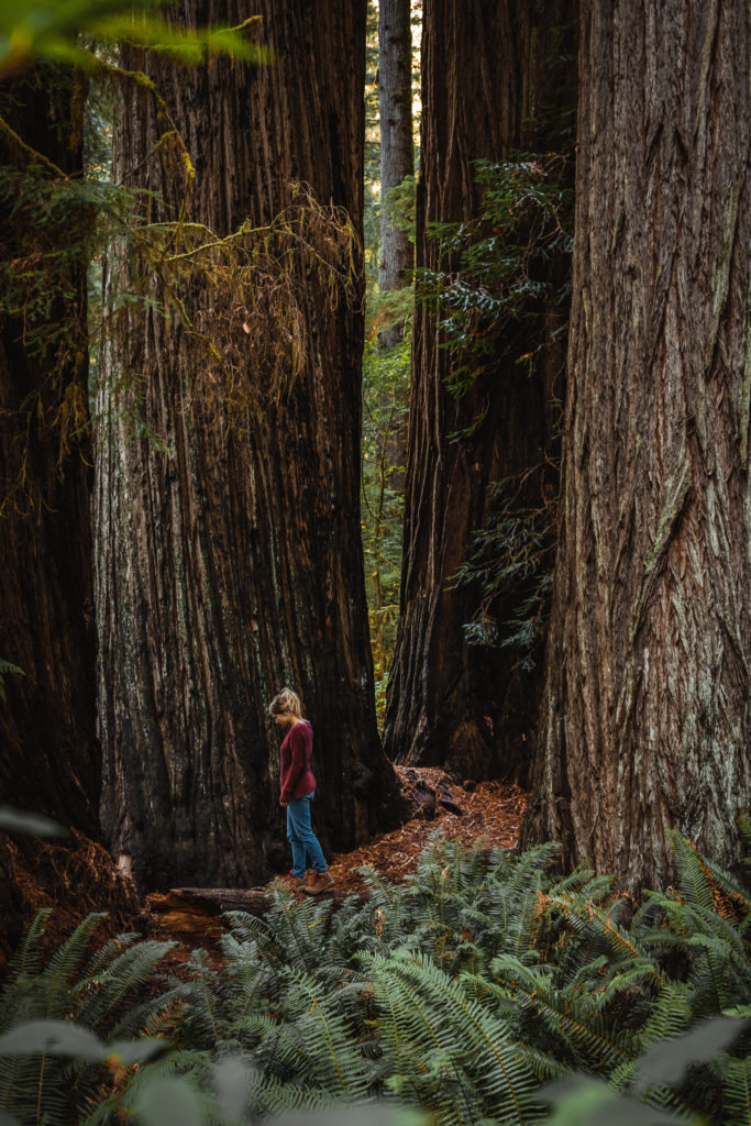 Redwoods in Prairie Creek State Park