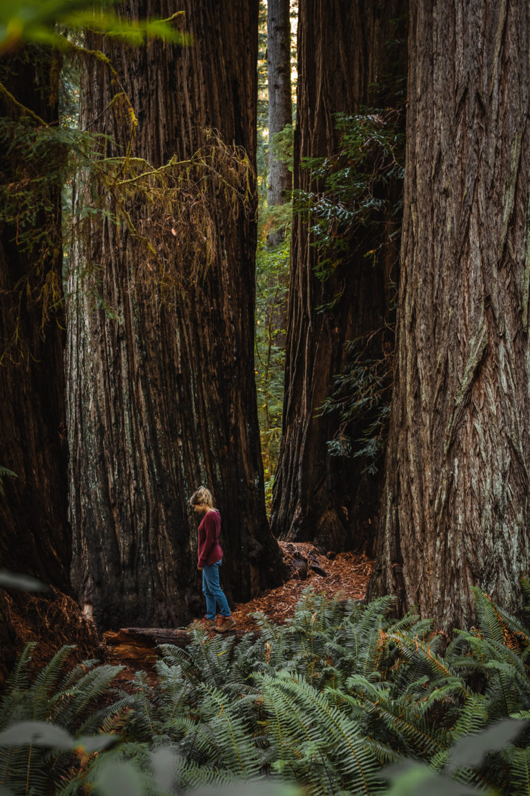 Visiting Prairie Creek Redwoods State Park in California - The Break of ...