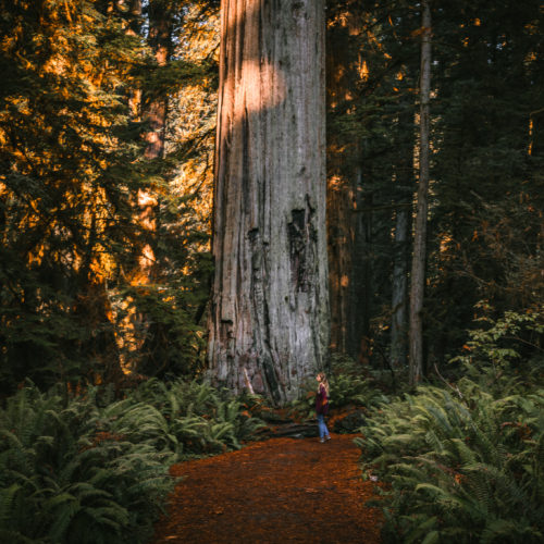 Redwood trees in Prairie Creek Redwoods State Park