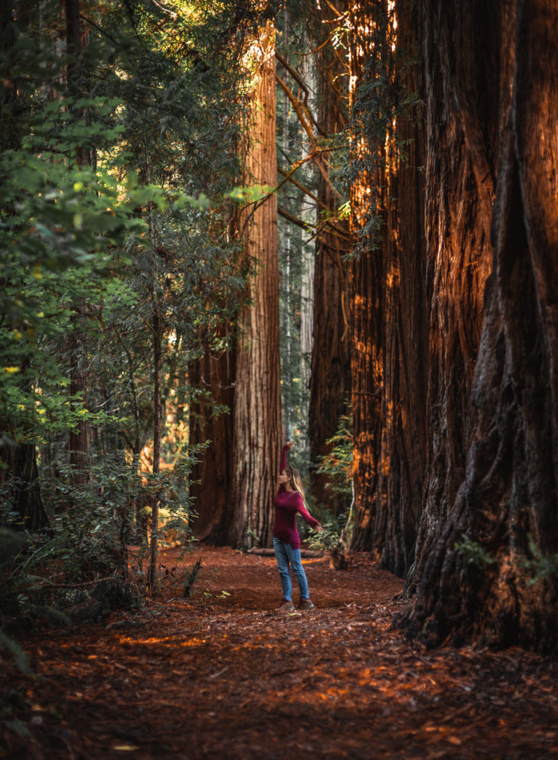 Jedediah Smith Redwoods State Park: Your Top Stop for the Redwoods ...