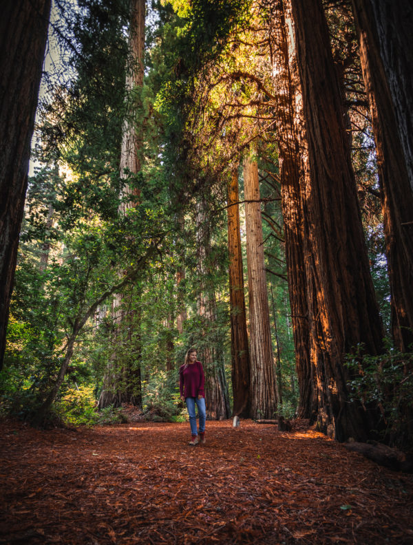 California Redwoods Road Trip Itinerary: Where to Find the Trees - The ...