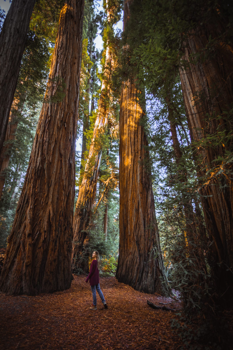 Grove of Titans - How to Find the Tallest Redwoods Grove in the World ...