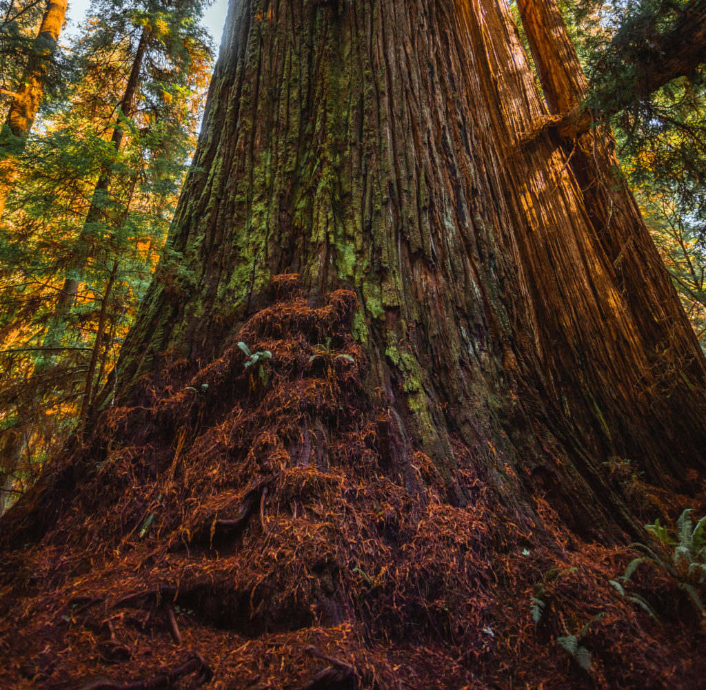 Impact of heavy trampling on a Redwoods tree