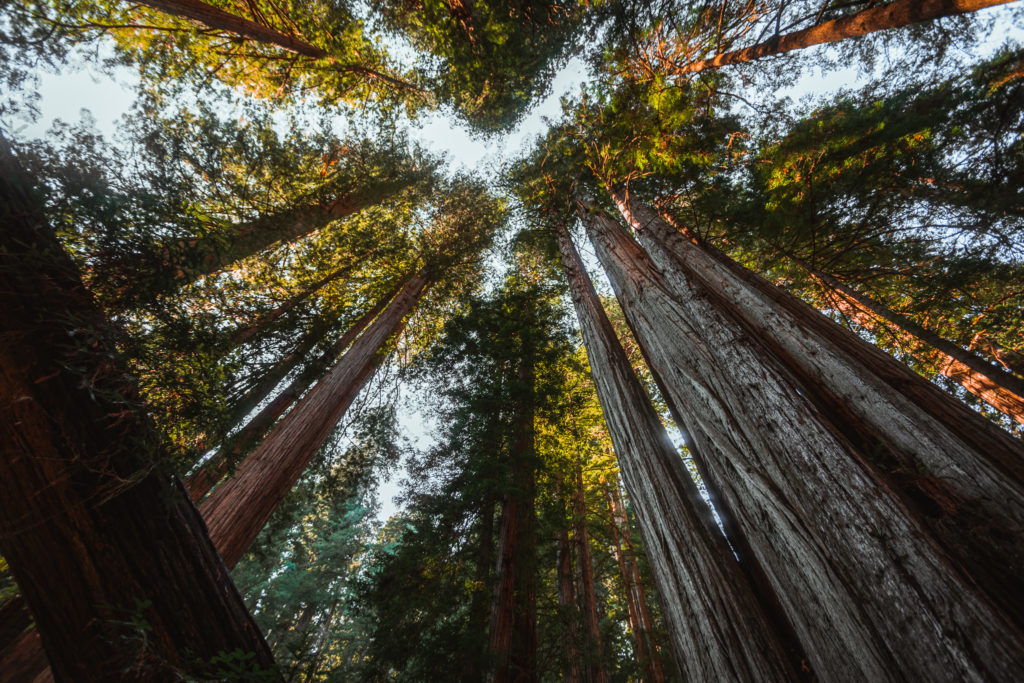 Redwoods Grove of Titans in California