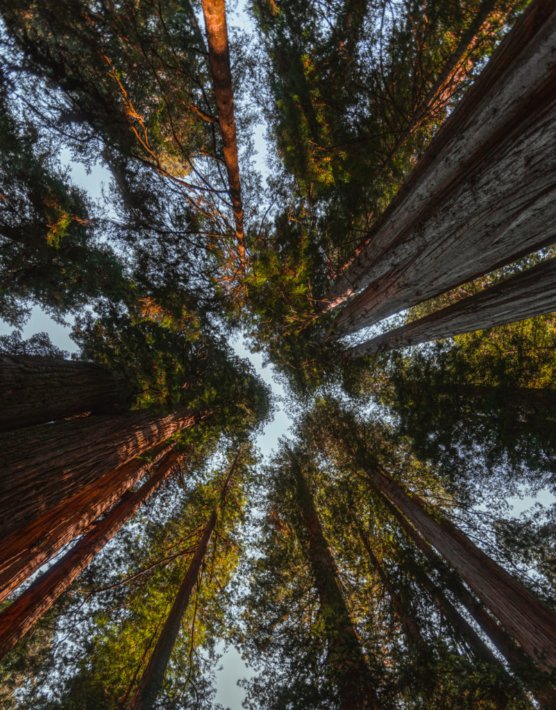 Grove of Titans Redwoods in California