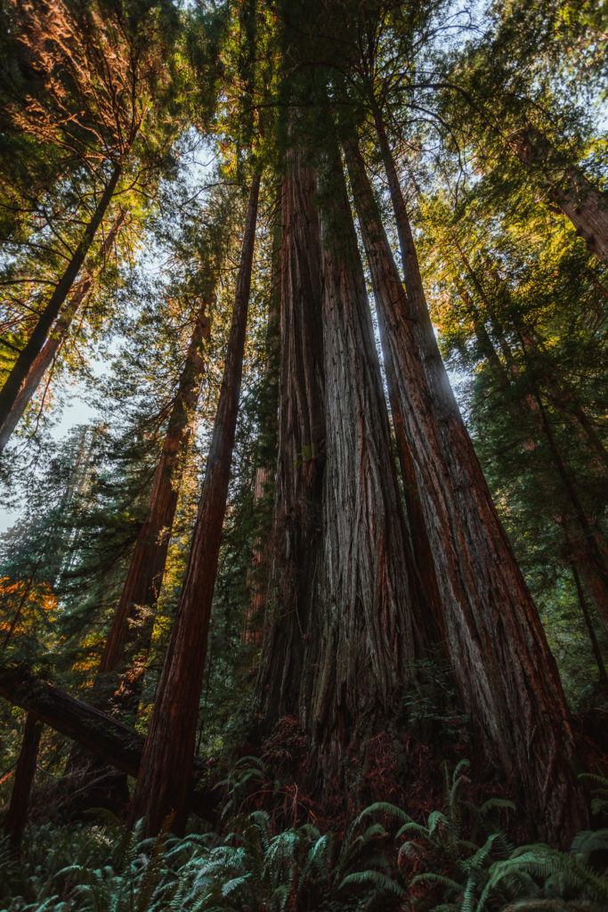 Grove of Titans Redwood trees
