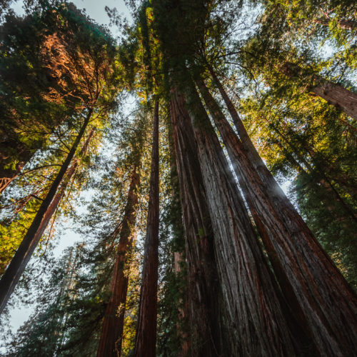 Jedediah Smith Redwoods State Park: Your Top Stop for the Redwoods