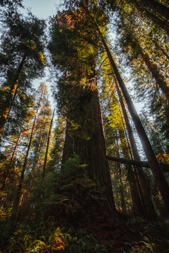 Redwoods Grove of Titans