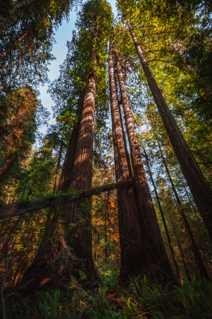 Grove of Titans Redwoods