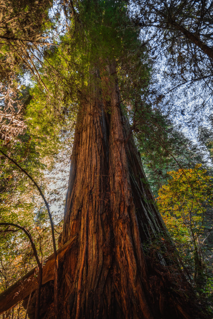 Grove of Titans Redwoods trees