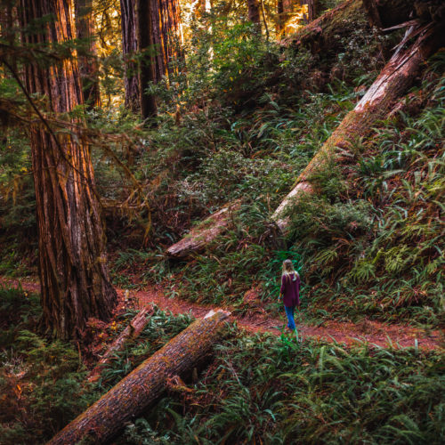 Grove of Titans – How to Find the Tallest Redwoods Grove in the World