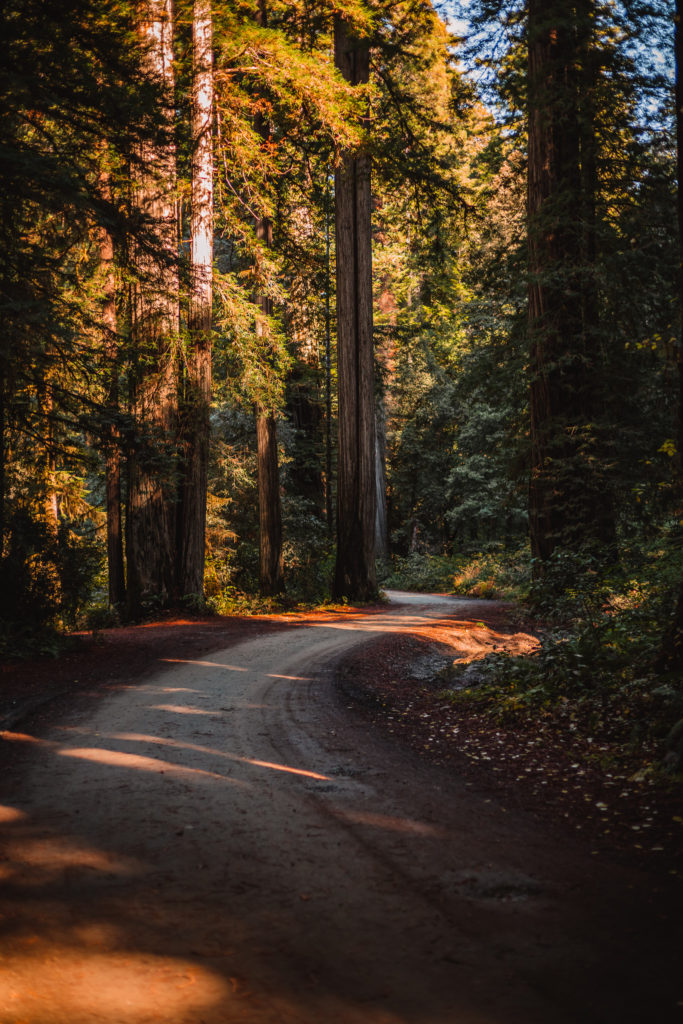 Howland Hill Road in the Redwoods