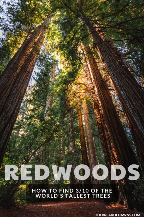 Grove of Titans - How to Find the Tallest Redwoods Grove in the World ...