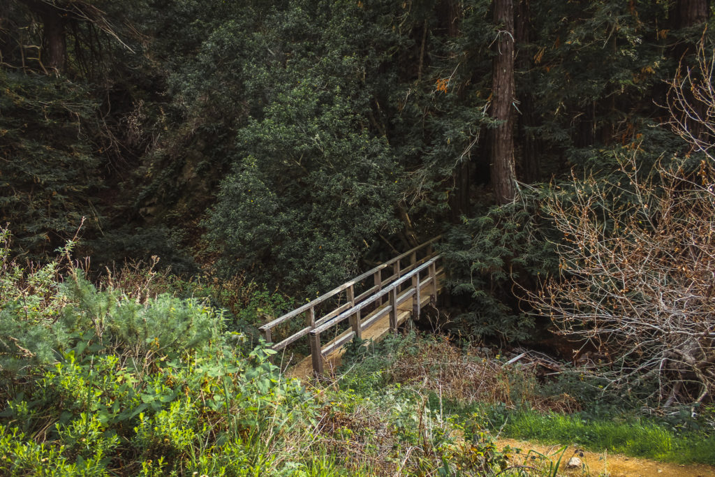 The trail for Partington Cove