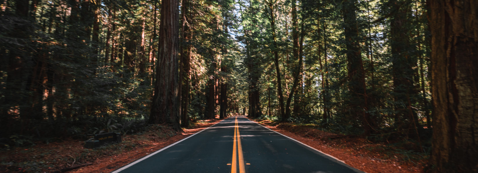 California Redwoods Road Trip Itinerary: Where to Find the Trees