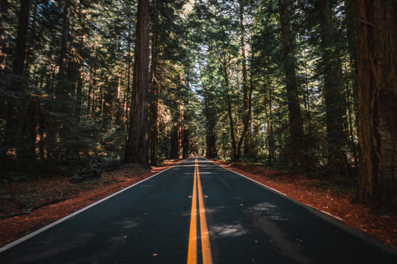 California Redwoods Road Trip Itinerary: Where to Find the Trees - The ...