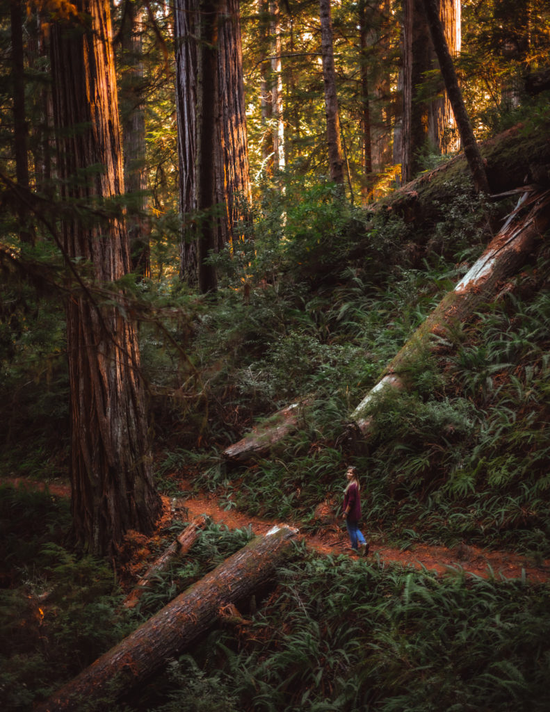 Redwoods Road Trip Itinerary Stop
