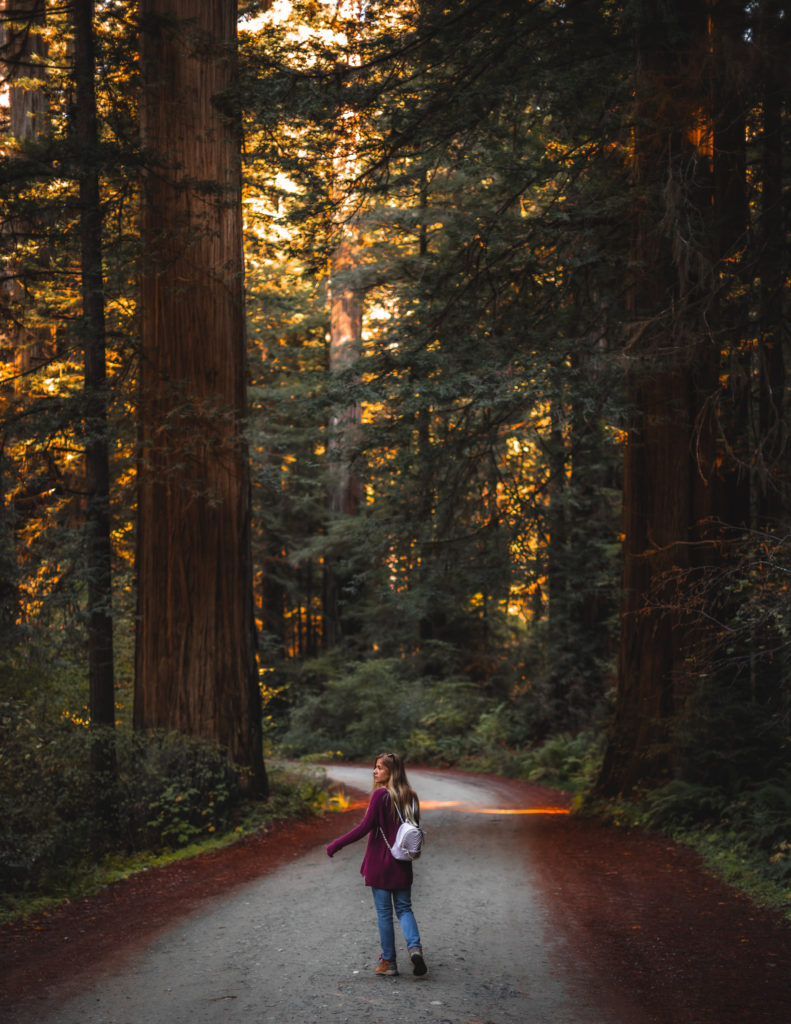 Redwoods Road Trip Itinerary in California