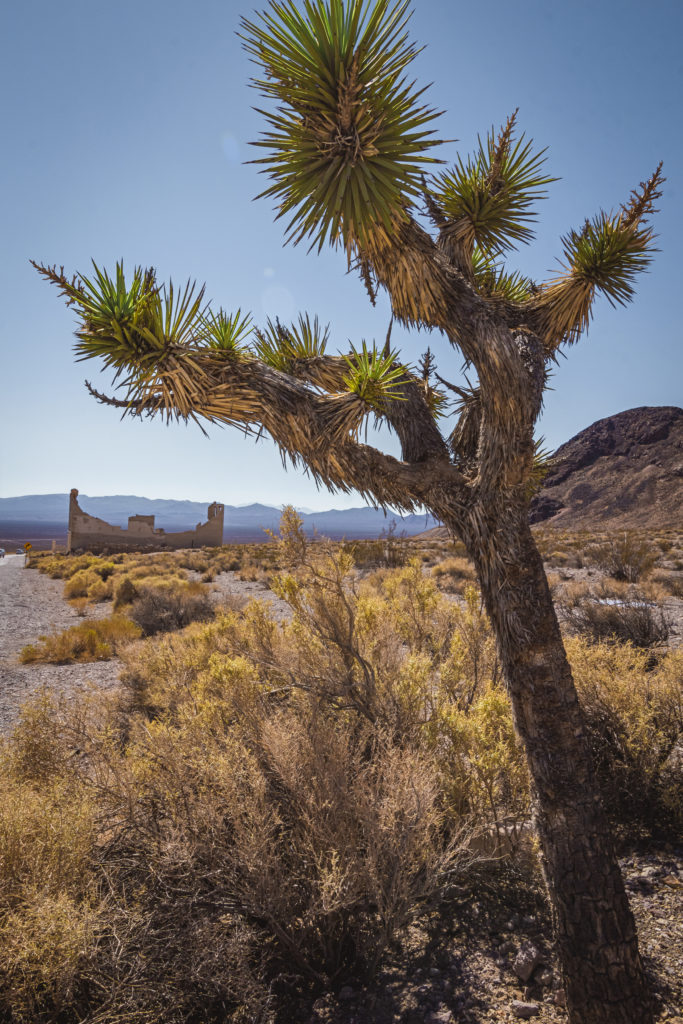 Yucca Trees and Rhyolite Buildings