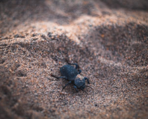 Rare Insect in the Dunes