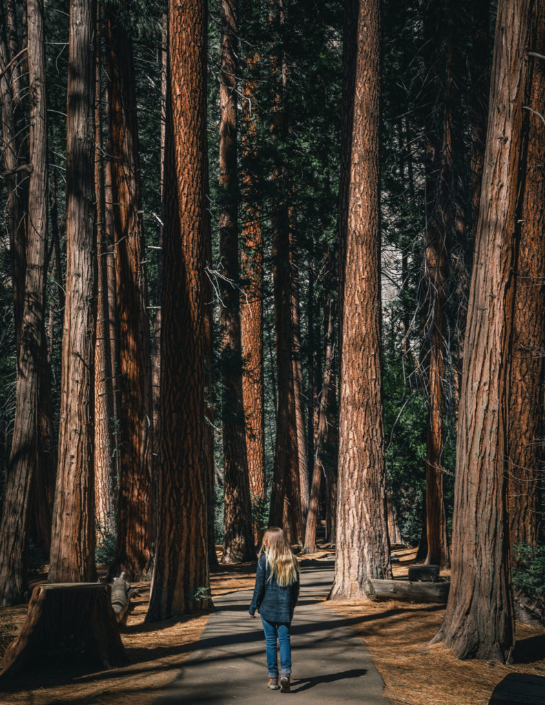 Walking through Yosemite's forests