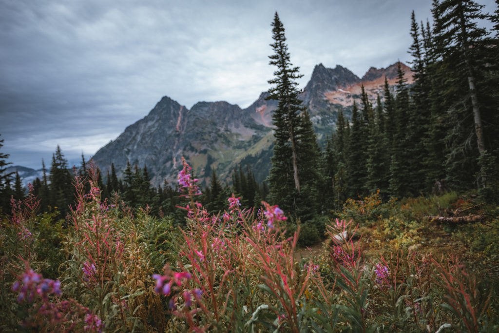 Wildflowers and Mountains in the North Cascades