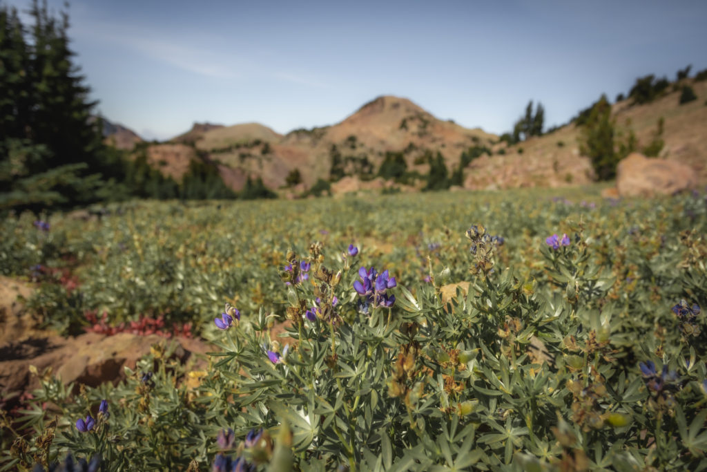 Wildflowers on the Lassen Peak Trail