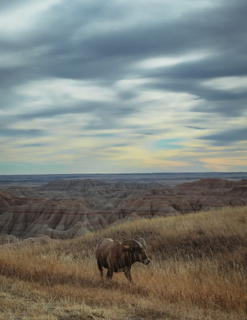 Bighorn Sheep Grazing in the Badlands National Park