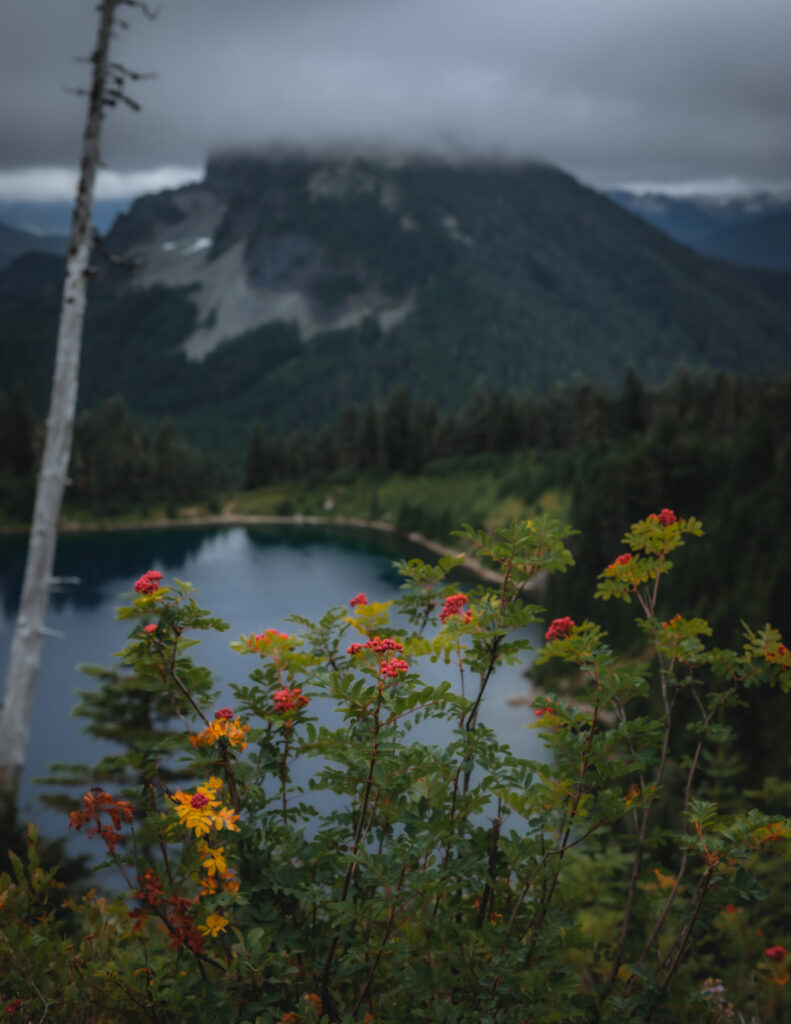 Wildflowers Around Summit Lake in Washington